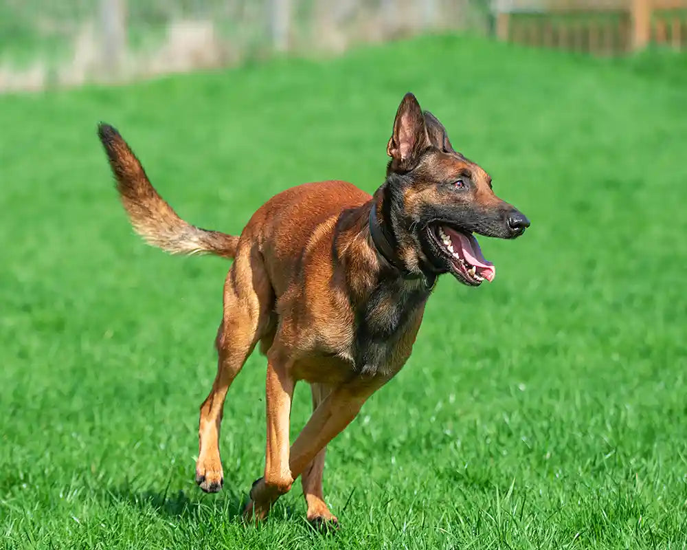100% malifiziert – Leben mit einem Malinois