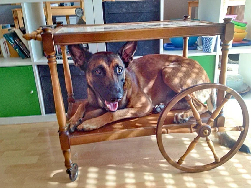 Erster Hund vs. Anfängerhund?